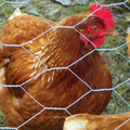 Low Carbon Steel Oxidation-resistant For Chicken Fence